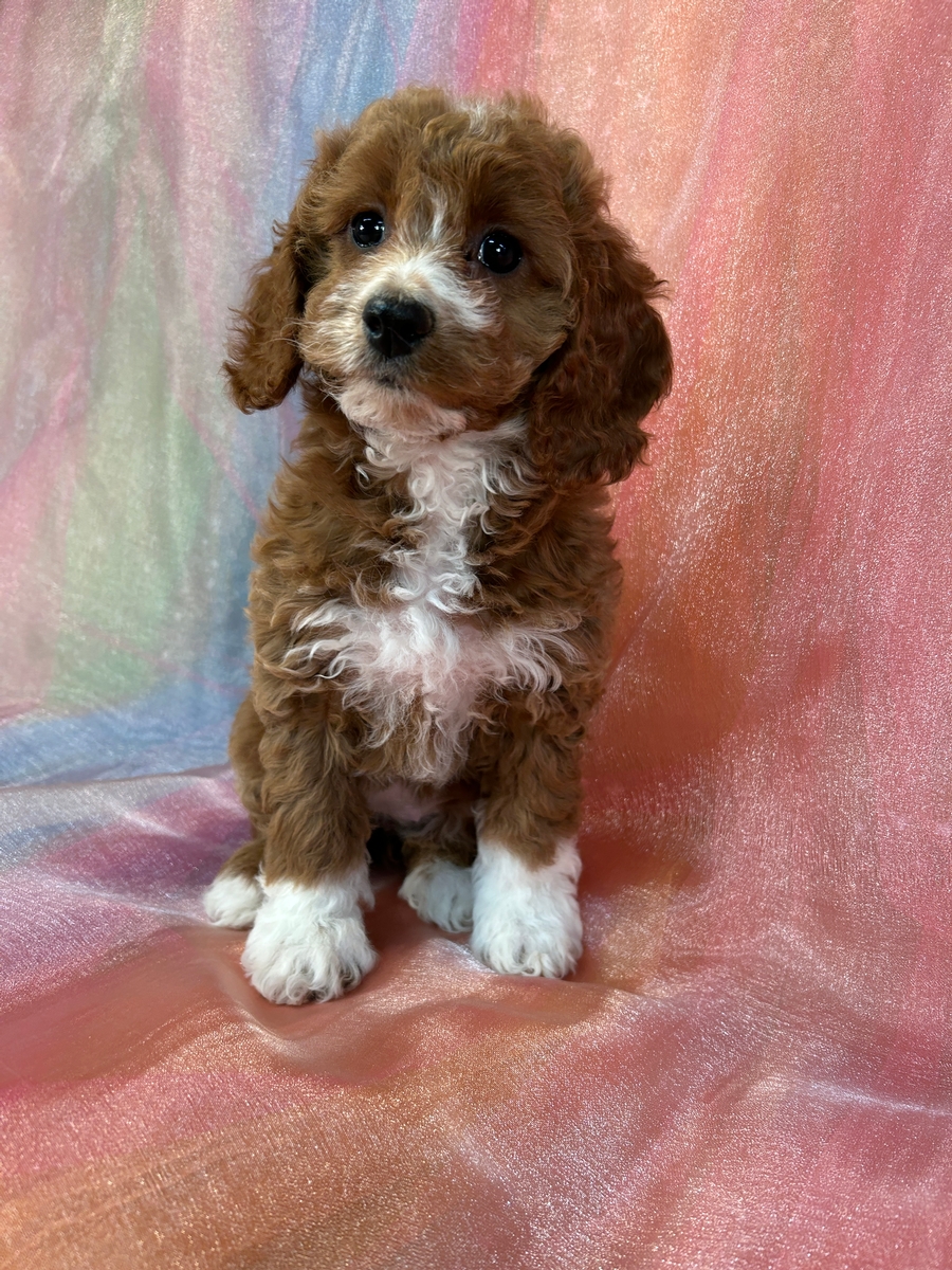 Red Female F1b Cockapoo for Sale DOB 11-1-2024 $950